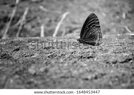 A beautiful butterfly close up in Khao Soi Dao National Park in Thailand.Black and white