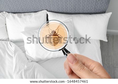 Woman with magnifying glass detecting bed bug, closeup