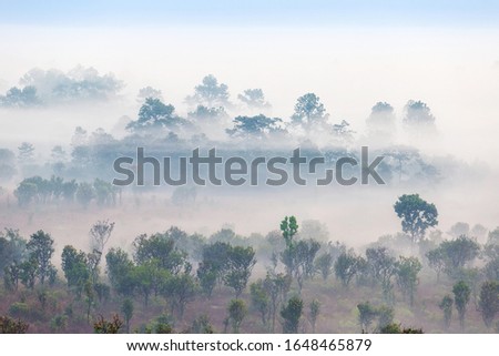 Morning fog in the fores at Thung Salaeng Luang National Public Park.