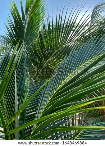 Beautiful nature background. Texture of palm leaves against the sky. Abstract textured backdrop. Green background of palm leaf structure. Vertical, blur, cropped shot, free space for text.