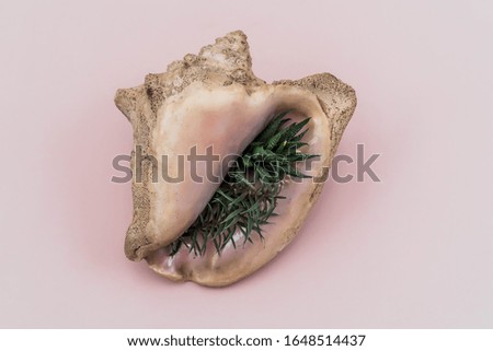 Old big sea shell with grass or algae on pink background
