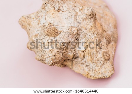 Old big sea shell on pink background
