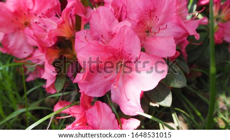 Pink flowers closeup macro photography