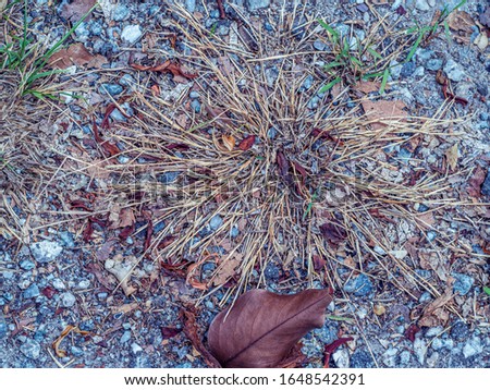 dried grass and leaves on the road