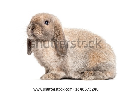 Mini lop rabbit, isolated on white Royalty-Free Stock Photo #1648573240