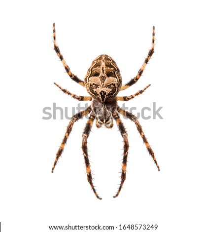 Diadem spider on its web, Araneus diadematus, isolated Royalty-Free Stock Photo #1648573249