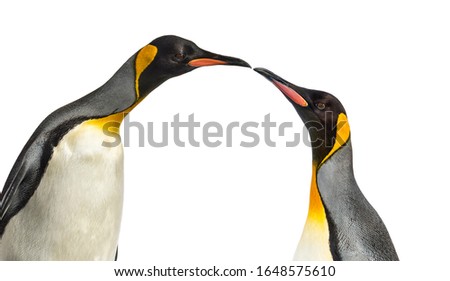 Close-up of a two head of a king penguins, isolated on white