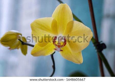 Silky yellow orchid in front of the window