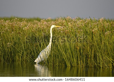The great white egret (Ardeidae) bird in Danube Delta from Romania