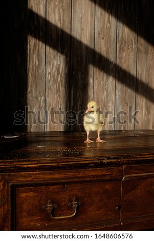A cute photo of a duckling in spring. A little yellow duckling stands on an old sideboard. Animal care concept, easter concept.