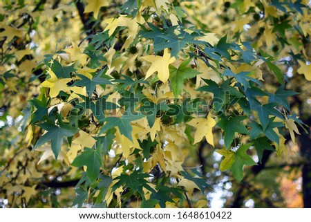 yellow and green leaves in the treetop