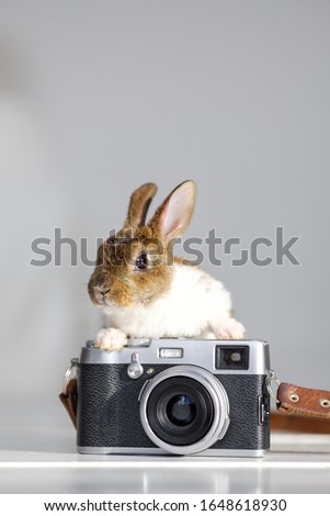 Baby Bunny. Cute adorable baby bunny is sitting on the table and holding a digital camera. Animals and technology. Animal care concept, easter concept.