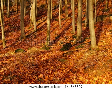 Autumn beech forest with morning sun shine, fallen orange leaves in dry grass, long gentle shadows.
