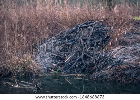 Beaver lodges on the river in Zalesie Gorne near Piaseczno, Poland