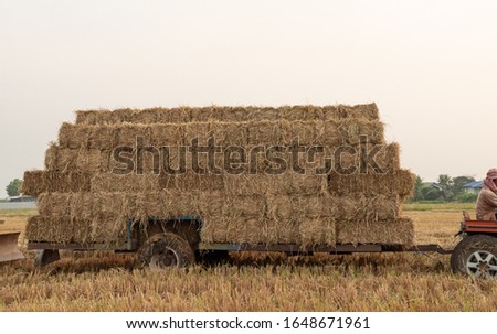 farmers are carrying dry straw back into the store prepared in his home before sunset.