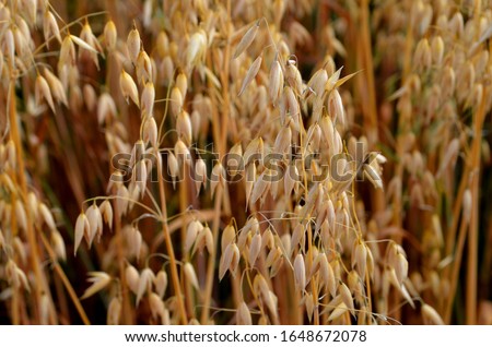Panicles of Common Oats (Avena sativa) ready for harvest. Oat field in Finland Royalty-Free Stock Photo #1648672078