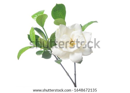 beautiful white flower gardenia on a white background



