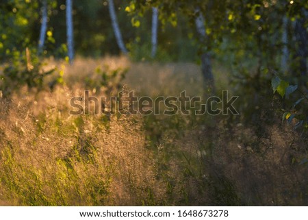 Steppe grass in sunset light