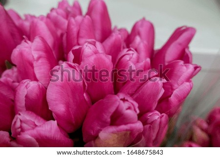 Red tulips close up.  Beautiful violet floral background. Concept of holiday, presents, flower shop.