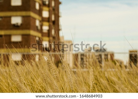 
a pasture in the middle of the city in summer