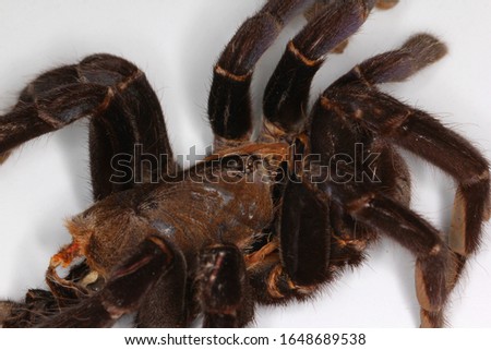 Black tarantula molt (Cyriopagopus sp., Theraphosidae) on bright background.
