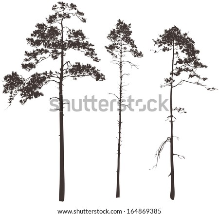 silhouettes of three tall pines on a white background, vector illustration