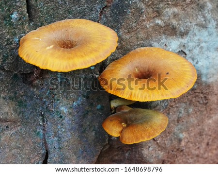 Saprophytic fungus growing out of a stone wall.                                Royalty-Free Stock Photo #1648698796