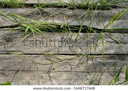 old boards with different plants