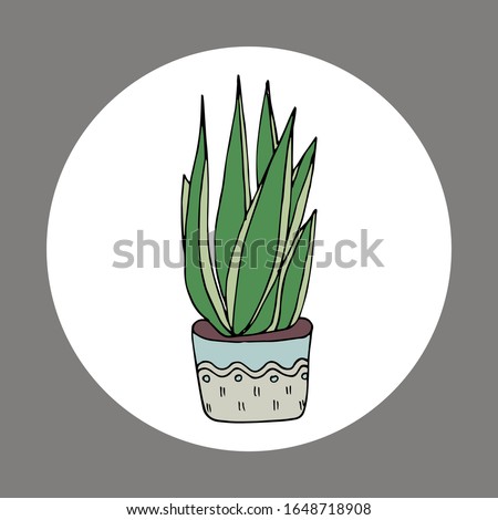 indoor flower in a pot. Hand-drawn vector stock illustration. white isolated background. sticker, icon. home flower Sansevieria or pike tail, botany. flowers for the interior