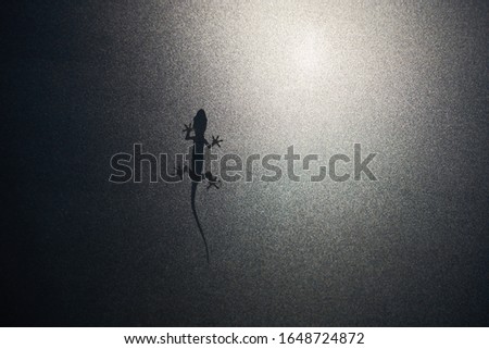 Shot of the silhouette of a Lizard Gecko or Chameleon crawling on rough glass.Diffuse Reptile Silhouette Shadow Abstract Image.