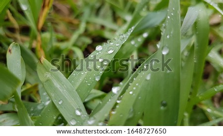Waterdrops on the beautiful green grass