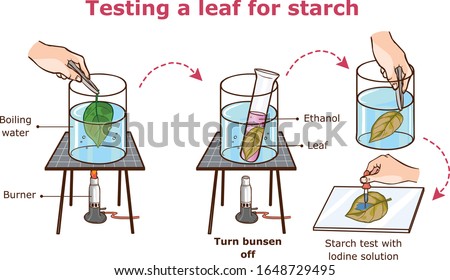 Testing a leaf for starch vector illustration Royalty-Free Stock Photo #1648729495