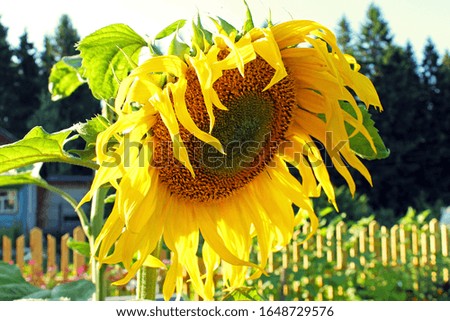 Close up of big young sunflower in the garden in the morning sun