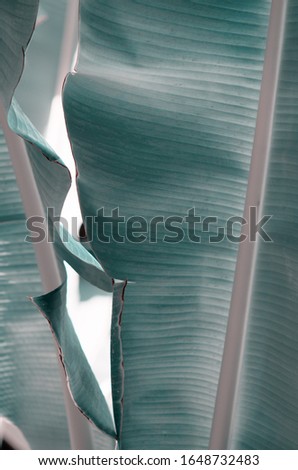 Abstract green leaf texture, nature background, tropical leaf. - Image