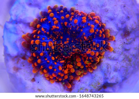 Orange tip mushroom soft coral - Ricordea yuma