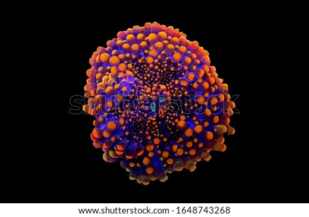 Orange tip mushroom soft coral - Ricordea yuma