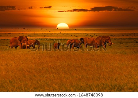 Elephants and sunset in the Tsavo East and Tsavo West National Park in Kenya Royalty-Free Stock Photo #1648748098