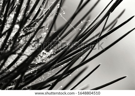 Pine needles with cobwebs and dew drops in the morning in Spain. Monochrome picture.