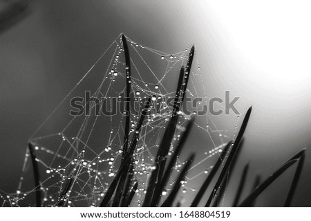 Pine needles with cobwebs and dew drops in the morning in Spain. Monochrome picture.