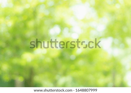 Nature blur leaves green bokeh Spring and autumn garden background Soft focus light