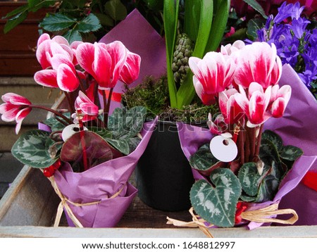 spring flowers in pots on a wooden table