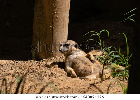 Picture of an alert meerkat