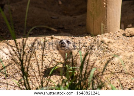 Picture of an alert meerkat