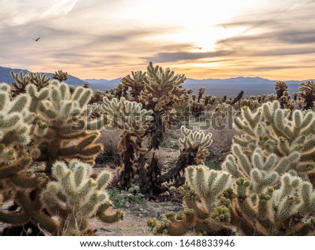 Cholla Cactus Garden at sunrise, Joshua Tree National Park, California