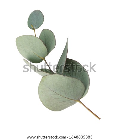 Green leaves eucalyptus isolated on white background. Royalty-Free Stock Photo #1648835383