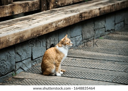 A lonely street cat standing on wood