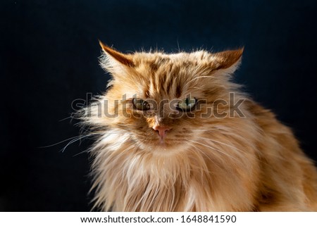 Beautiful angry ginger cat. close-up. dark background.