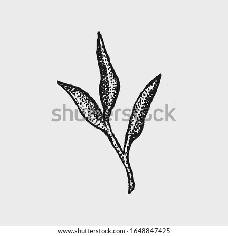 hand drawn monochrome botanical style plant vector illustrations in stippling technique . simple isolated floral and herb elements for graphic design, invitations, posters, tattoos. 