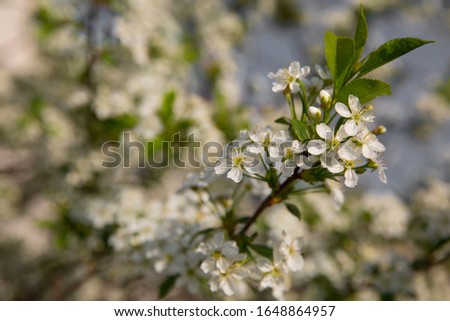 Spring Cherry blossoms, white flowers.