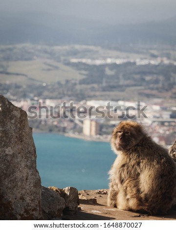 An autochthonous monkey from the rock of Gibraltar